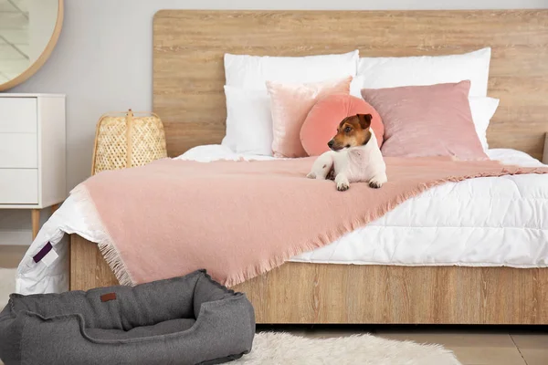 Cute Dog Bed Room — Stock Photo, Image