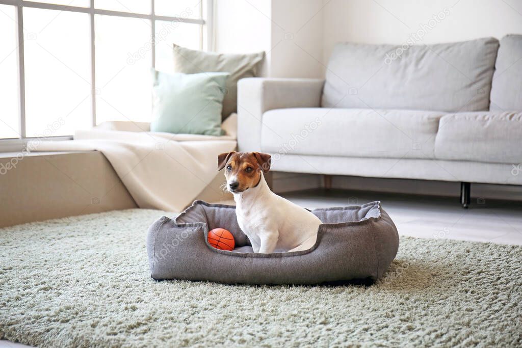 Cute dog in pet bed at home