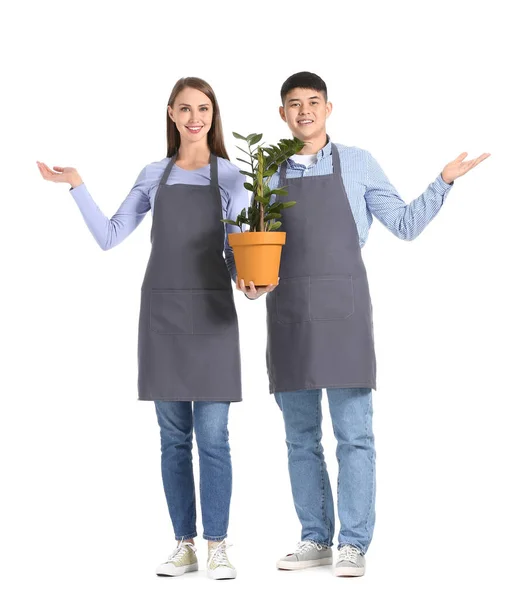 Retrato Floristas Com Planta Mostrando Algo Sobre Fundo Branco — Fotografia de Stock