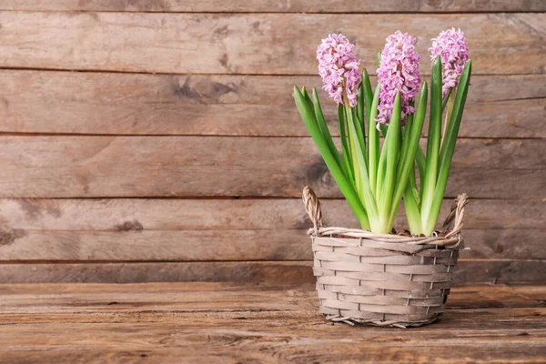 Basket Beautiful Hyacinth Flowers Wooden Background — Stock Photo, Image