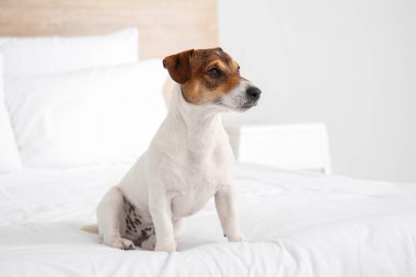 Yatakta tatlı bir köpek var.