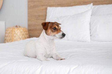 Yatakta tatlı bir köpek var.