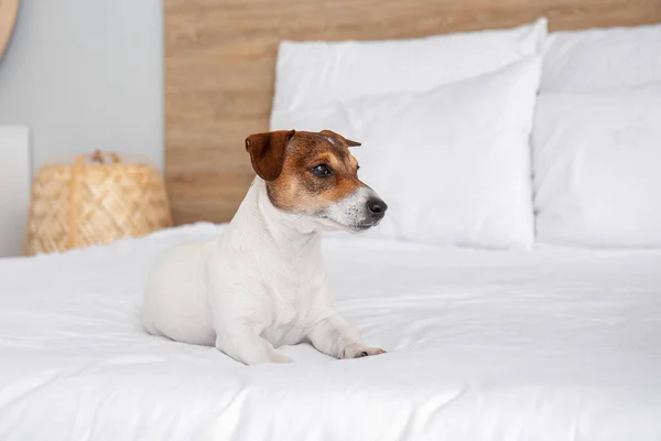 Cute Dog Bed Room — Stock Photo, Image
