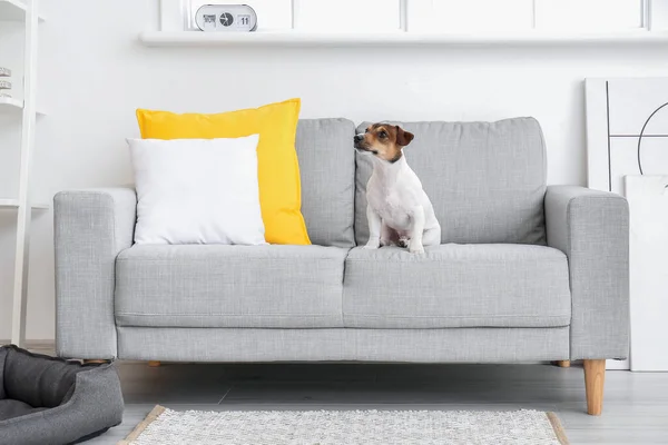 Cute Dog Sofa Room — Stock Photo, Image