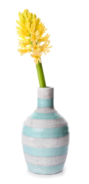 Vas Med Vacker Hyacint Blomma Vit Bakgrund — Stockfoto