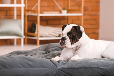 Evcil hayvan yatağında uzanmış şirin bir köpek.