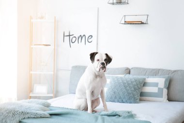 Evdeki yatakta oturan sevimli köpek.
