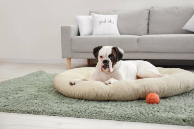 Evcil hayvan yatağında uzanmış şirin bir köpek.