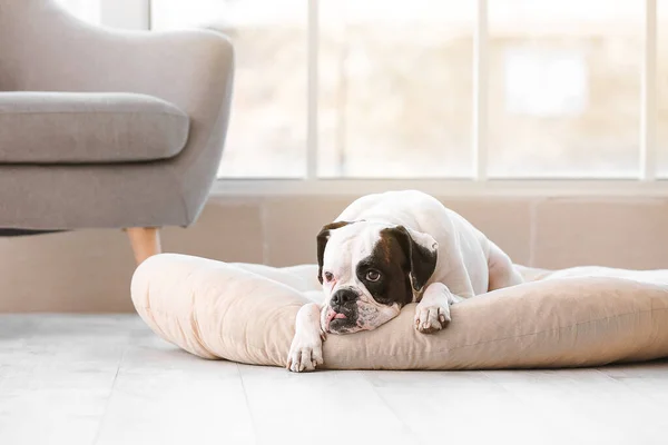 Cute Dog Lying Pet Bed Home — Stock Photo, Image