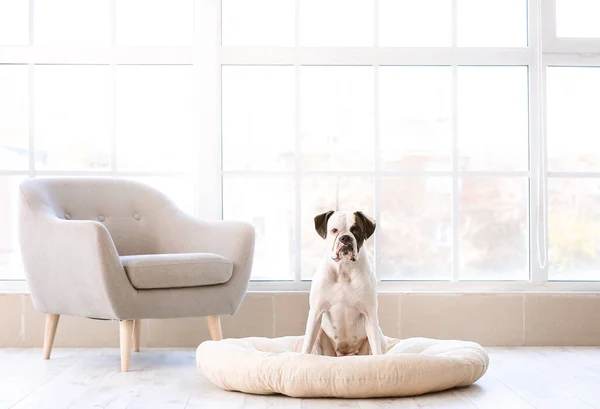 Cão Bonito Sentado Cama Estimação Casa — Fotografia de Stock