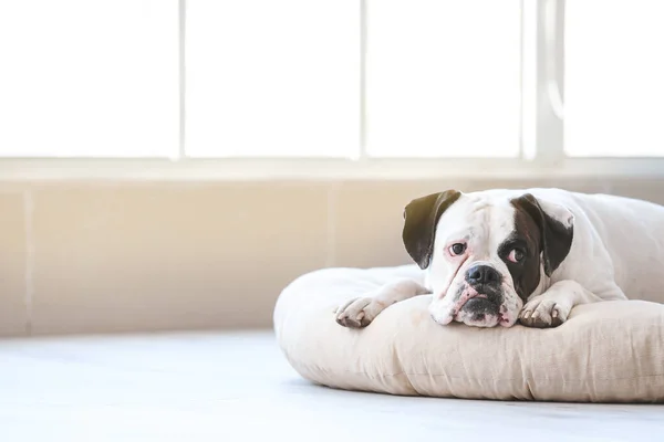 Cute Dog Lying Pet Bed Home — Stock Photo, Image