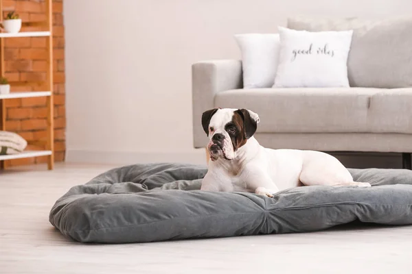 Cute Dog Lying Pet Bed Home — Stock Photo, Image