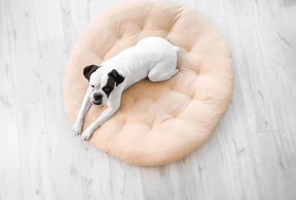 Cute dog lying on pet bed at home