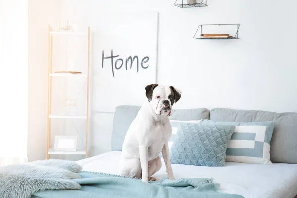 Cute Dog Sitting Bed Home — Stock Photo, Image