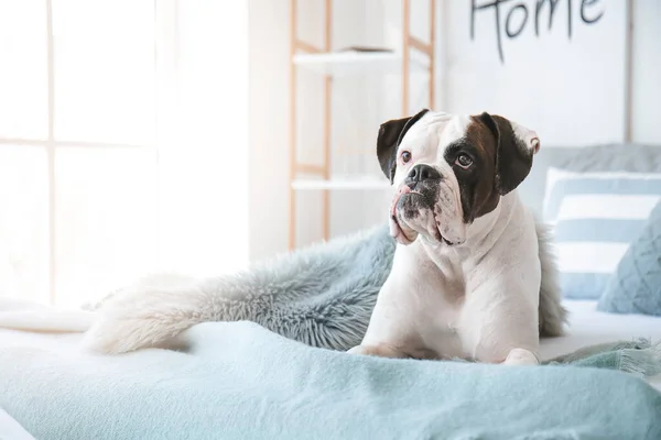 Cute Dog Lying Bed Home — Stock Photo, Image