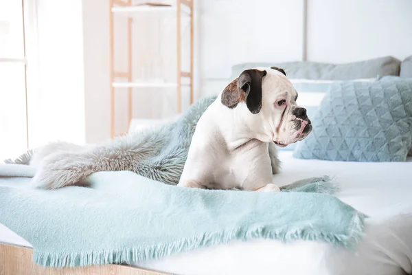 Cute Dog Lying Bed Home — Stock Photo, Image