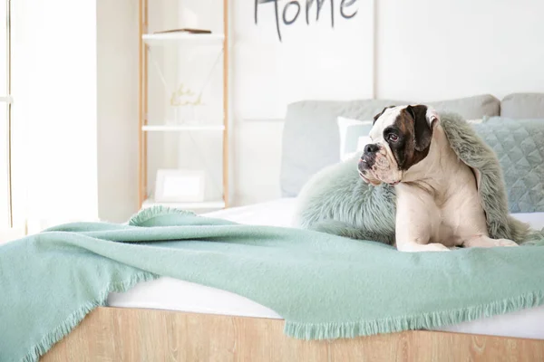Cute Dog Lying Bed Home — Stock Photo, Image