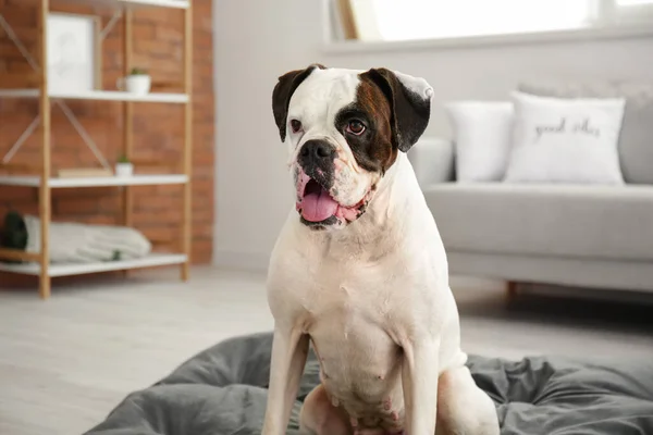 Lindo Perro Sentado Cama Mascotas Casa — Foto de Stock