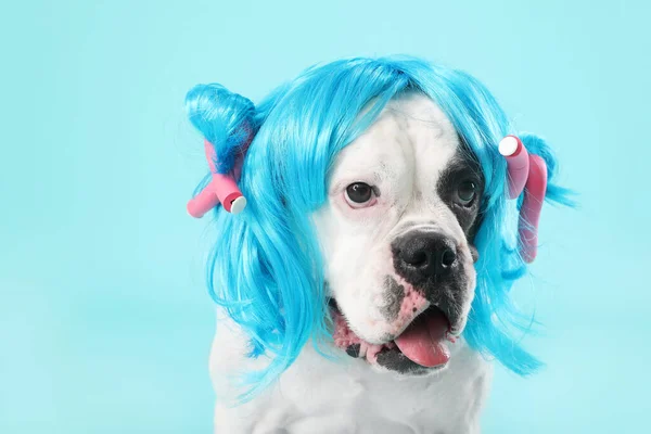 Забавная Собака Парике Бигуди Волос Цветном Фоне — стоковое фото