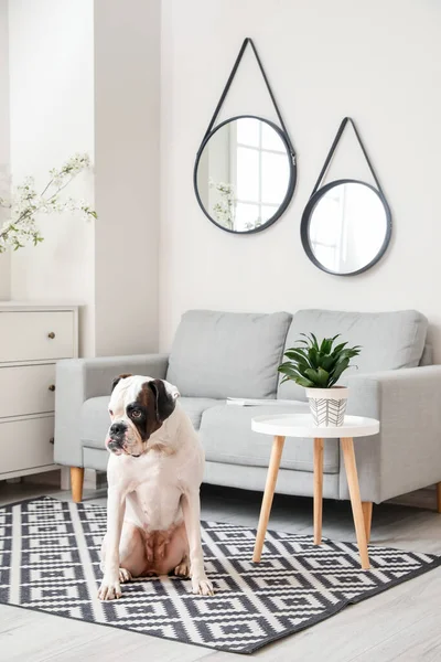 Cute Dog Stylish Interior Living Room — Stock Photo, Image