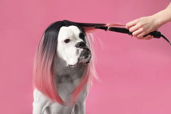 Female Groomer Taking Care Cute Dog Color Background — Stock Photo, Image