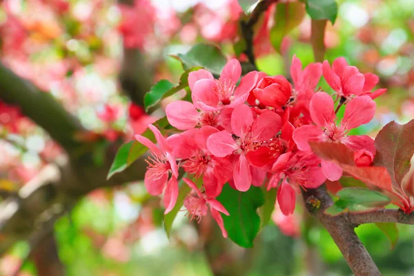 Schöner Blühender Baum Freien Nahaufnahme — Stockfoto