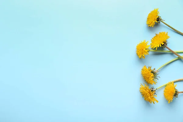 Fresh Dandelion Flowers Color Background — Stock Photo, Image