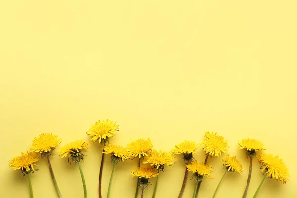 Fresh Dandelion Flowers Color Background — Stock Photo, Image