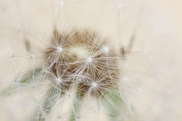 Hermoso Diente León Sobre Fondo Claro Primer Plano — Foto de Stock