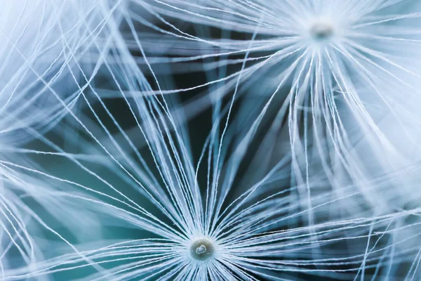 Beautiful Fluffy Dandelion Seeds Closeup View — Stock Photo, Image