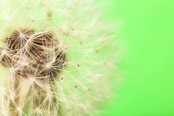 Beautiful dandelion on color background, closeup