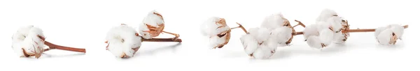 Beyaz Arkaplanda Güzel Pamuk Çiçekleri — Stok fotoğraf