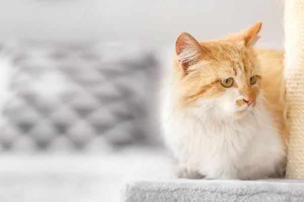 Cute Cat Scratching Post Home — Stock Photo, Image