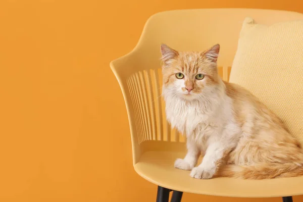 Roztomilý Legrační Kočka Křesle Proti Barvě Pozadí — Stock fotografie