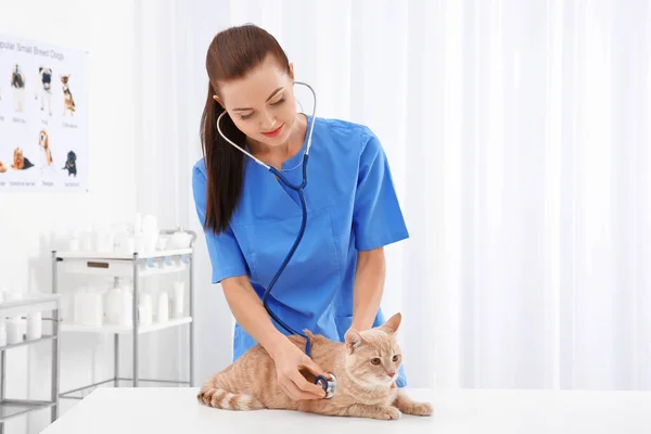 かなり若い獣医師検査猫とともに聴診器でクリニック — ストック写真