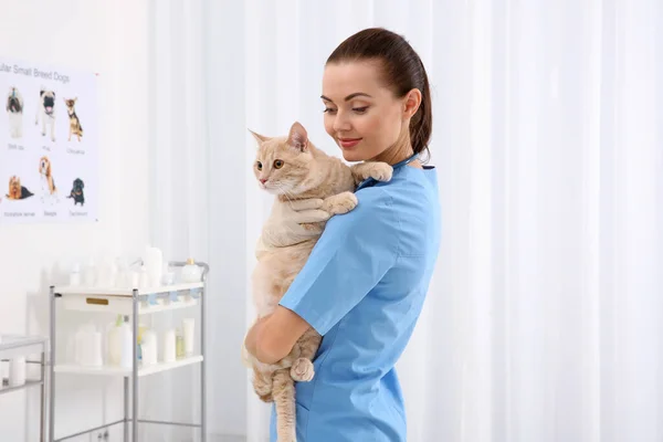 Όμορφη Νεαρή Κτηνίατρος Κρατώντας Γάτα Στην Κλινική Κτηνίατρο — Φωτογραφία Αρχείου
