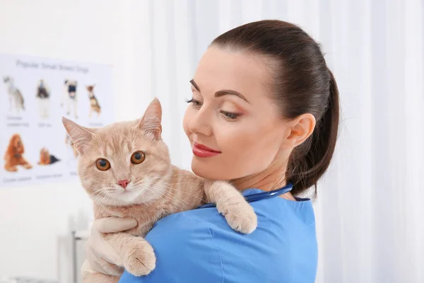 Pretty Young Veterinarian Holding Cat Vet Clinic — Stock Photo, Image