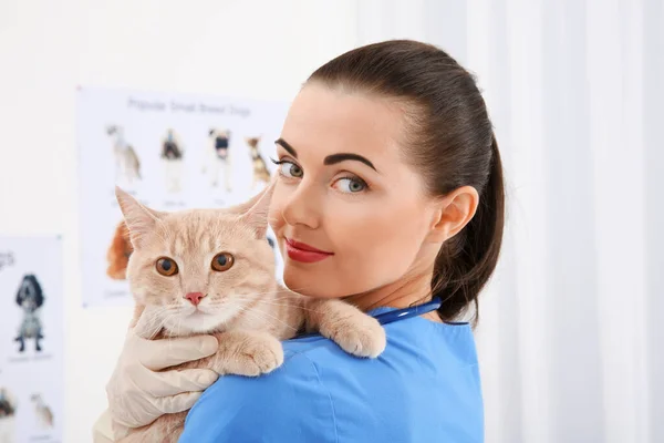 Pretty Young Veterinarian Holding Cat Vet Clinic — Stock Photo, Image