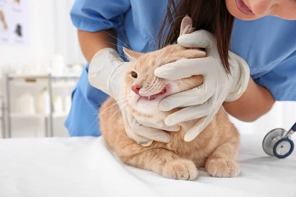 Veterinář Vyšetřující Kočičí Zuby Klinice — Stock fotografie