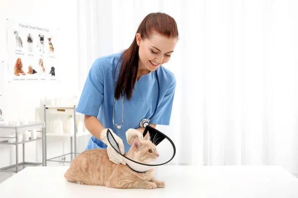 かなり若い獣医師は恥のコーンを猫に置きます — ストック写真