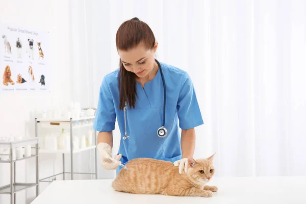 Pretty Young Veterinarian Giving Injection Red Cat — Stock Photo, Image