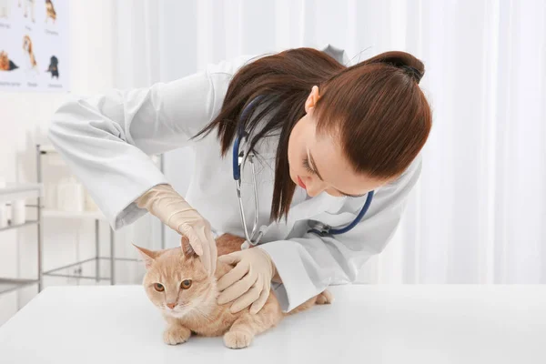 Hezký Mladý Veterinární Lékař Vyšetřující Kočka Klinice — Stock fotografie