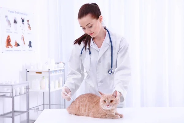 かなり若い獣医師が赤い猫に注射する — ストック写真