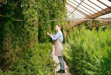 Serada Virginia Creeper 'la ilgilenen güzel bir bahçıvan.