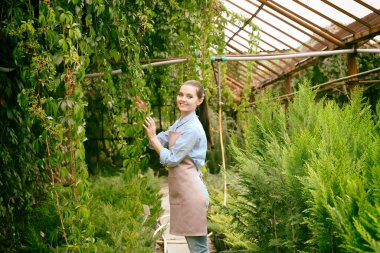 Serada Virginia Creeper 'la ilgilenen güzel bir bahçıvan.