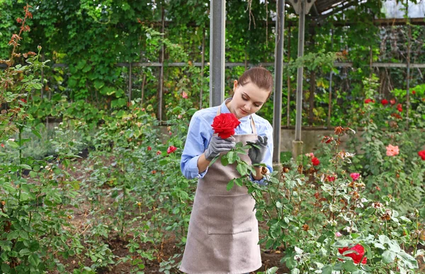 Bonito Jardinero Joven Cuidando Rosas Invernadero — Foto de Stock