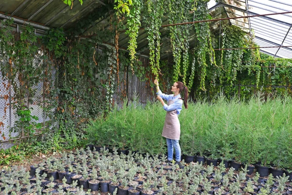 Pretty Young Gardener Looking Plants Greenhouse — Stock Photo, Image