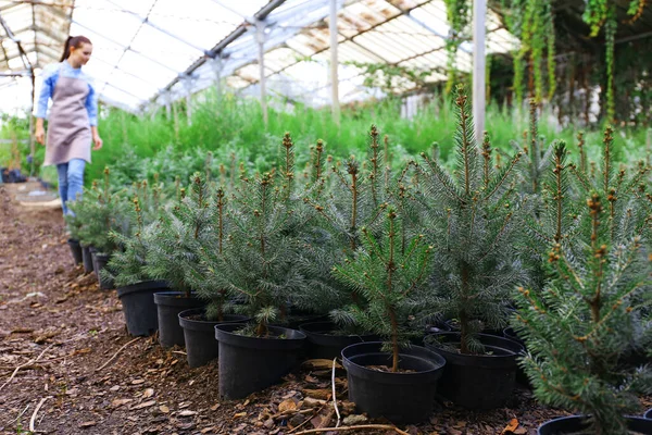 Pots Young Fir Tree Plants Greenhouse — Stock Photo, Image