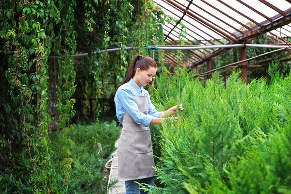Bonito Jardinero Joven Cuidando Enebro Invernadero — Foto de Stock