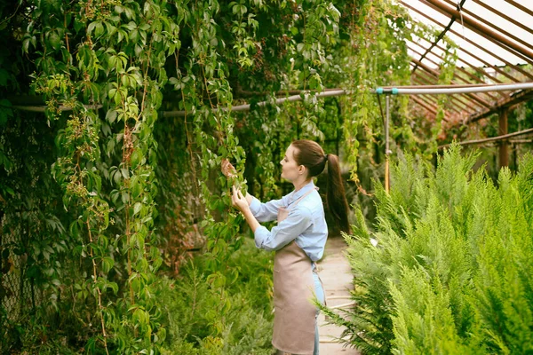 Bonito Jardinero Joven Cuidando Virginia Enredadera Invernadero — Foto de Stock
